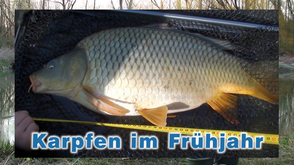 Karpfenangeln im Frühjahr - Angeln am Fluss