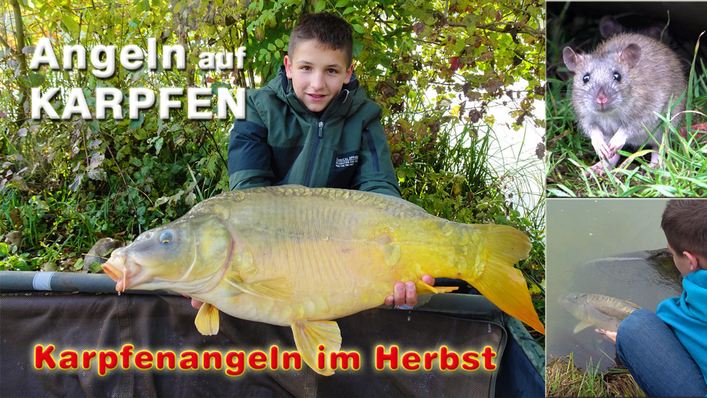 Angeln auf Karpfen mit Boilies