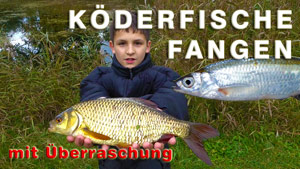 Köderfische fangen am Teich