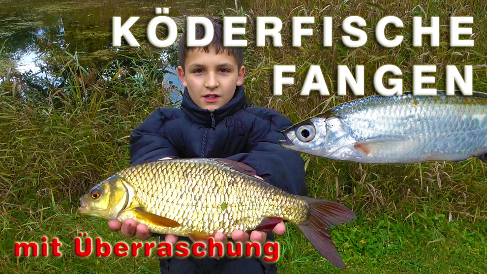 Köderfische fangen