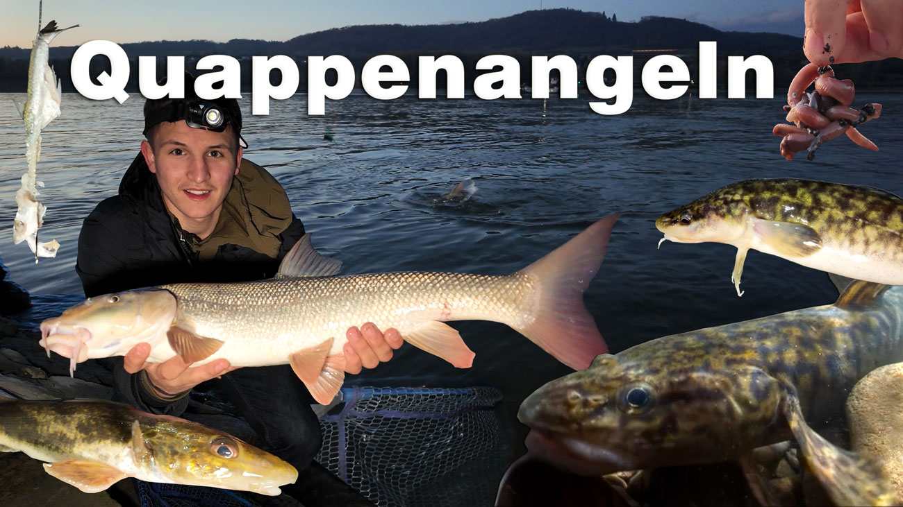 Angeln auf Aalrutten / Quappen und andere Fische an der Donau