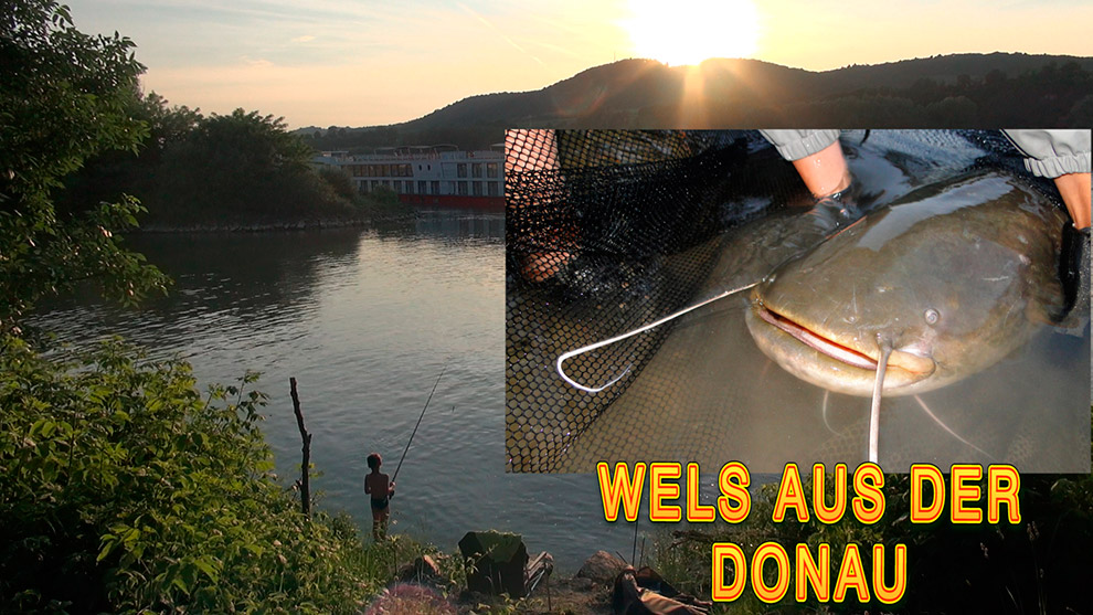 25 kg Wels aus der Donau