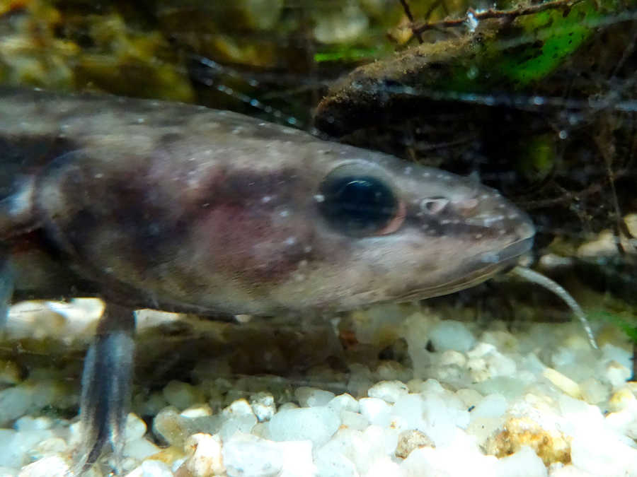 Junge Aalrutte im Aquarium