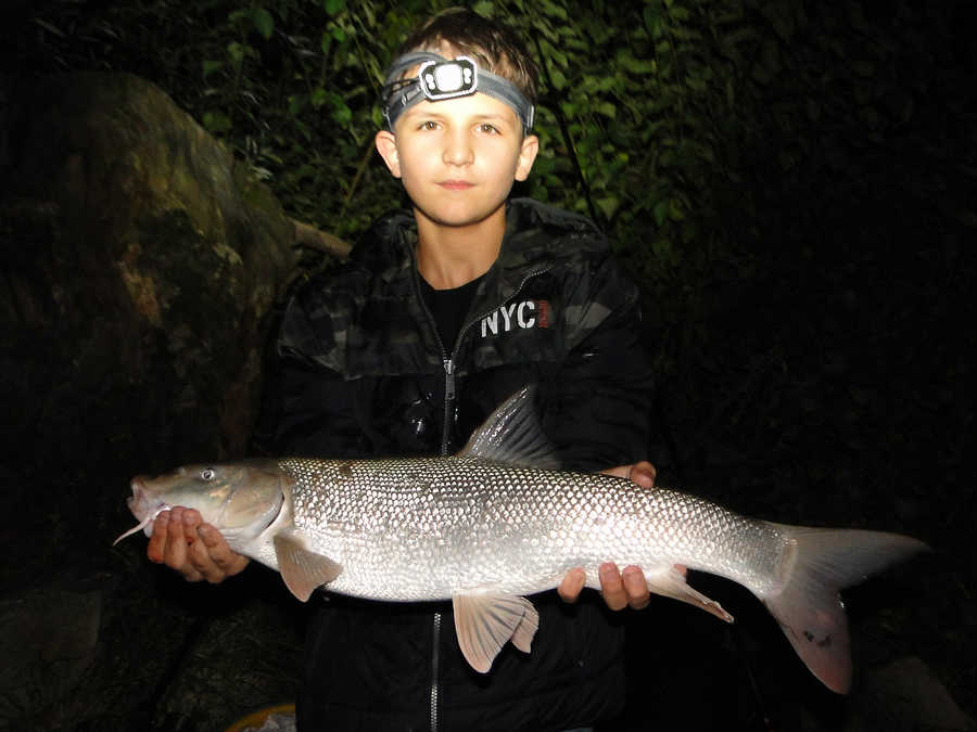 Barbe mit 68 cm beim Nachtangeln in der Donau