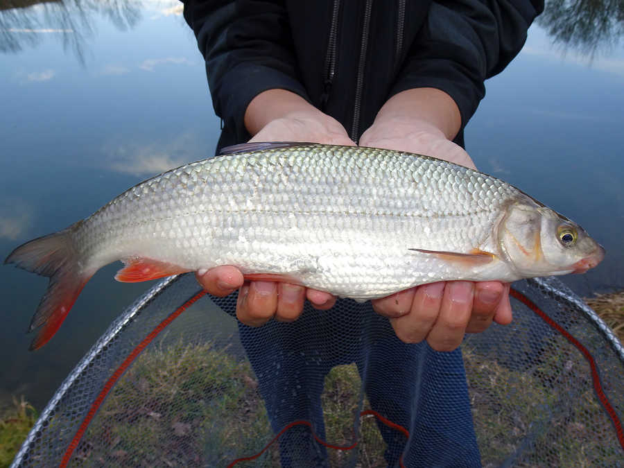 Nase - Fisch - Chondrostoma nasus