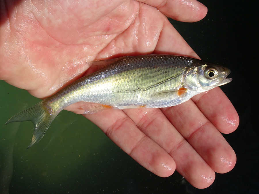 Schneider (Alburnoides bipunctatus) aus der Feistritz / Steiermark