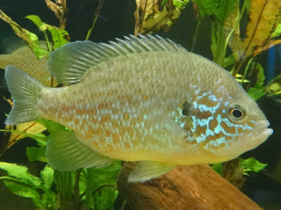 Sonnenbarsch im Aquarium