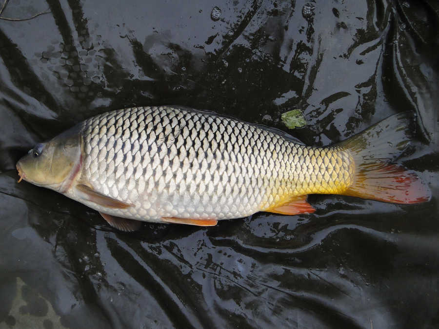 Wildkarpfen aus dem Fluss Raab