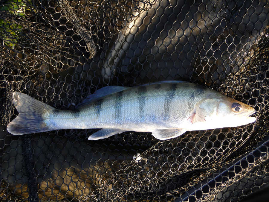 Wolgazander aus der Donau