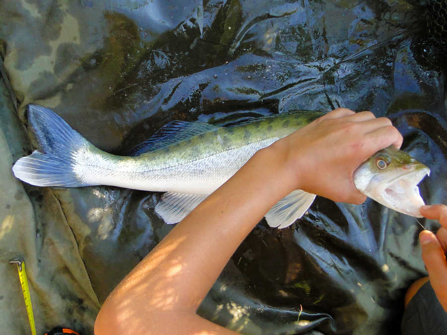 Zander aus der Donau