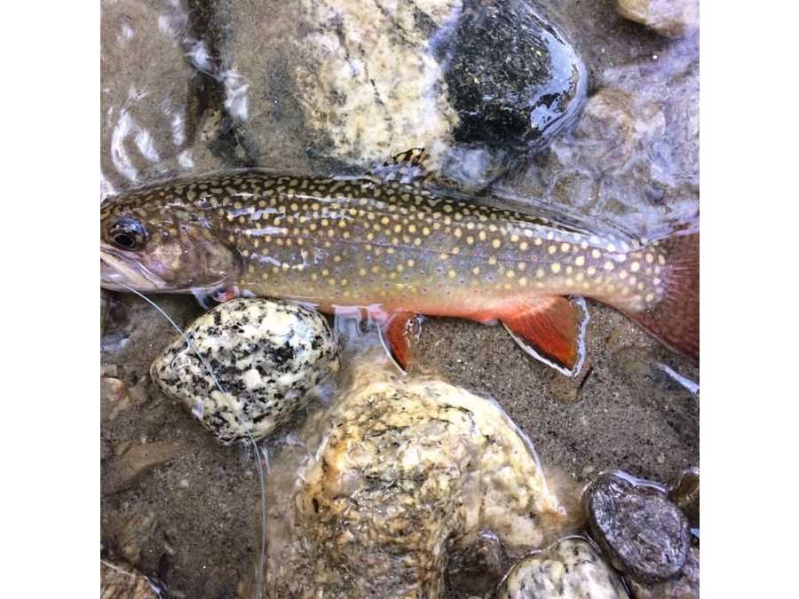 Fliegenfischen Mayrhofen Zemmbach & Schlegeis Speicher Zillertal Tirol - Bild 5