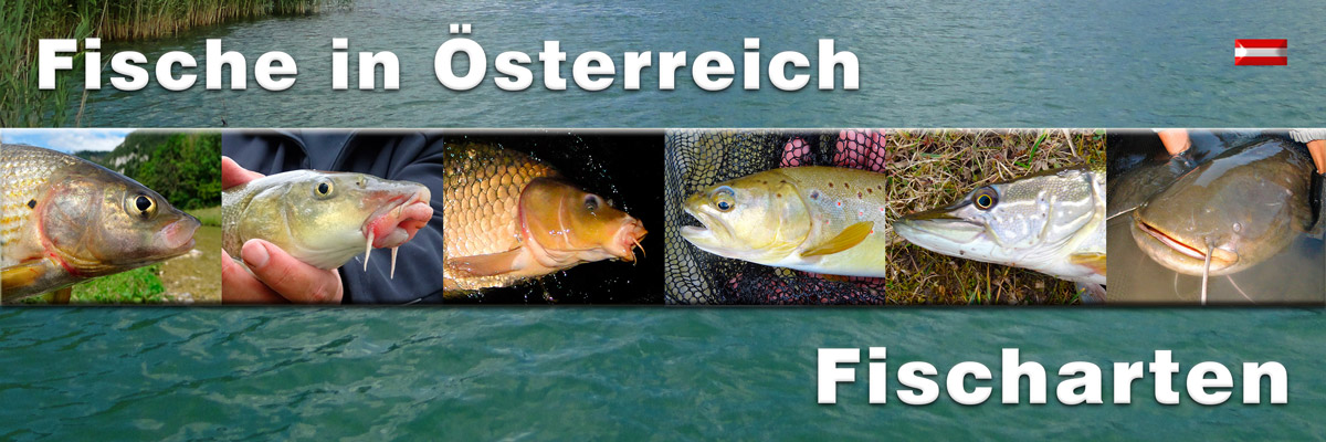 Fischarten