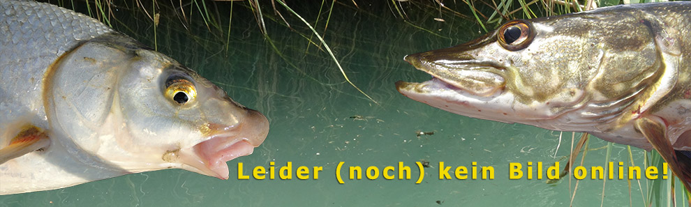 Fisch