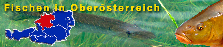 Fischen in Oberösterreich